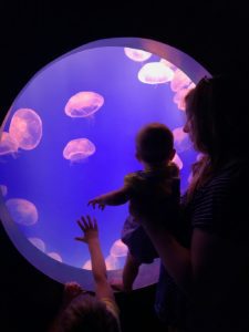 kids watching jelly fish at Springfield aquarium