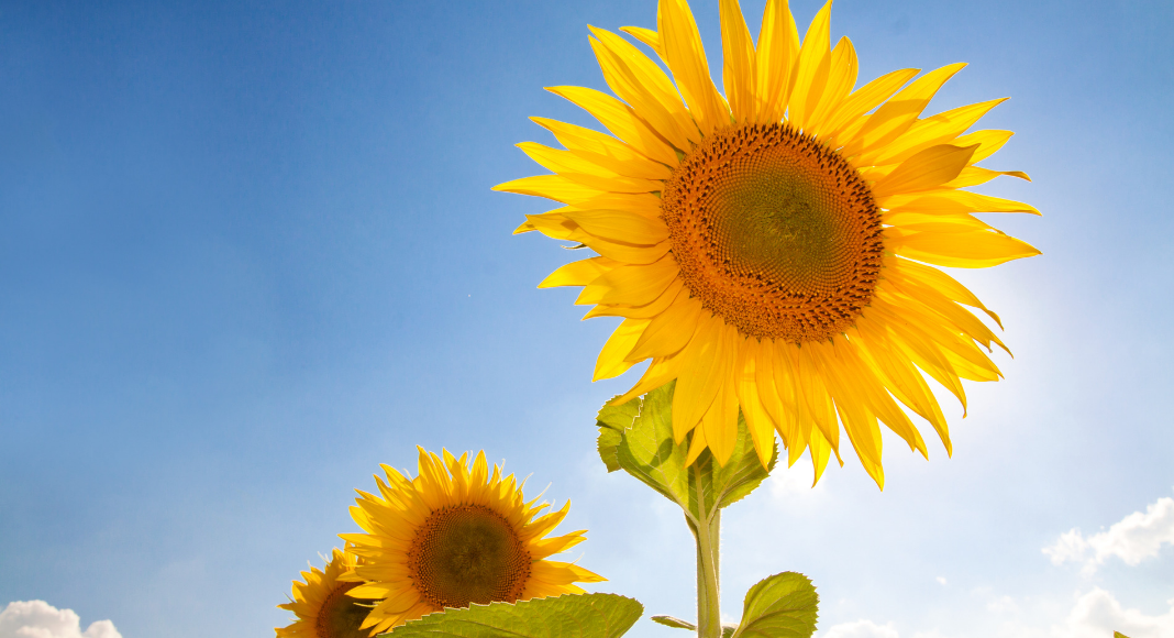 Sunflowers in August in Kansas