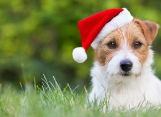 dog in the grass wearing a Santa hat