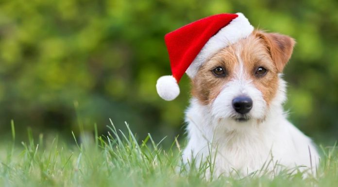 dog in the grass wearing a Santa hat