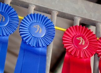 first and second place ribbons from a horse show