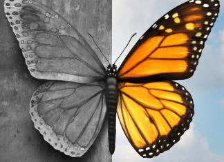 butterfly from black and white to colored