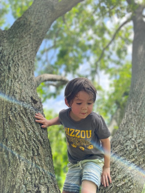 Boy climbing in tree