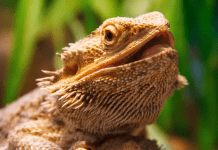 Image of a bearded dragon with blurred out plant in the background