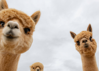 Three tan alpacas outdoors under cloudy sky, looking at the camera